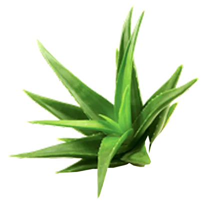 Aloe vera plant