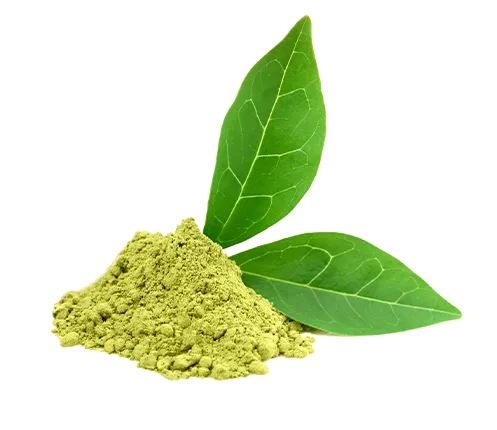 Green tea powder with fresh green tea leaves