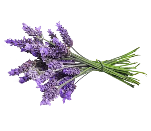 Bundle of lavender