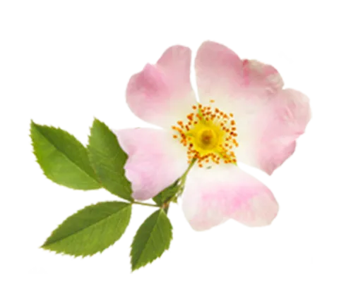 Rosa canina dog rose flower with leaves