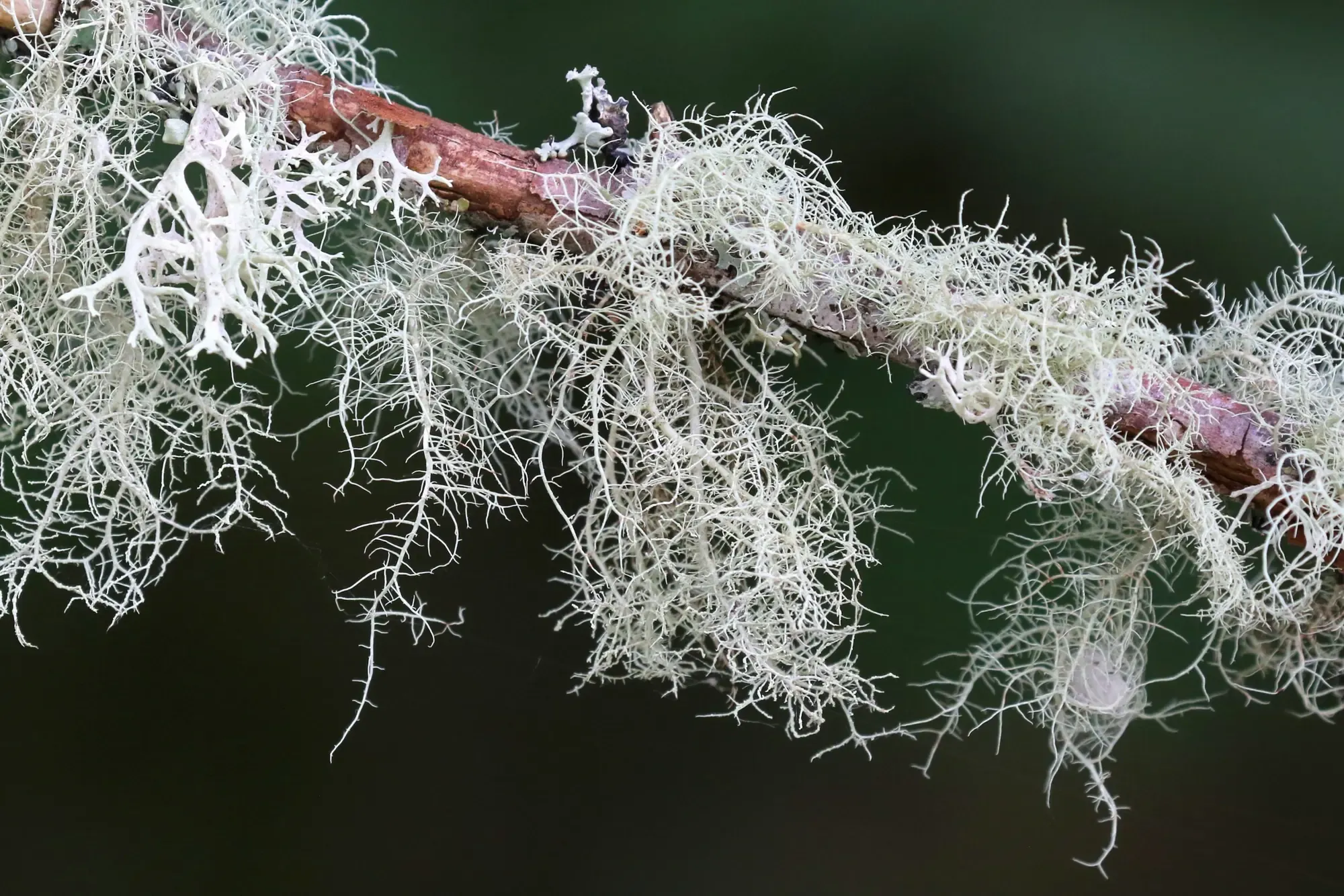 Usnea lichen, also known as old man's beard, growing on a branch